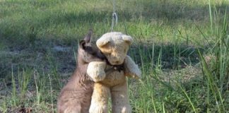 Hình ảnh chuột túi cô đơn ôm gấu bông “gây bão”