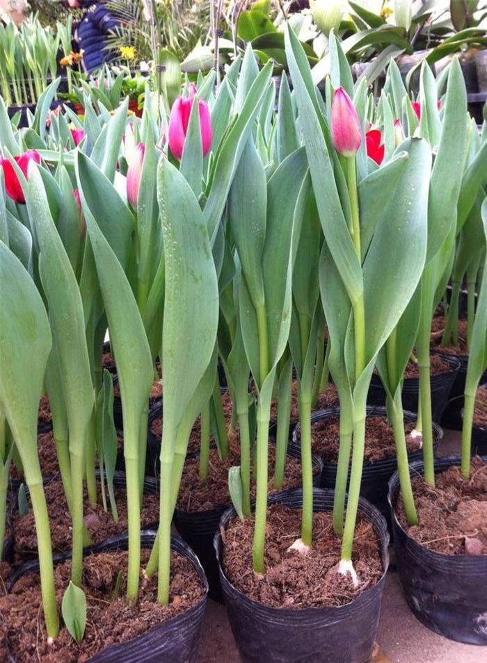 Đón mùa xuân vào nhà bằng cách tự tay trồng và chăm sóc hoa tulip