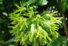 Cách trồng thiên lý 1