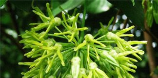 Cách trồng thiên lý 1