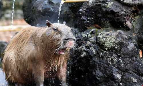Chuột khổng lồ tắm suối nước nóng gây sốt cộng đồng mạng