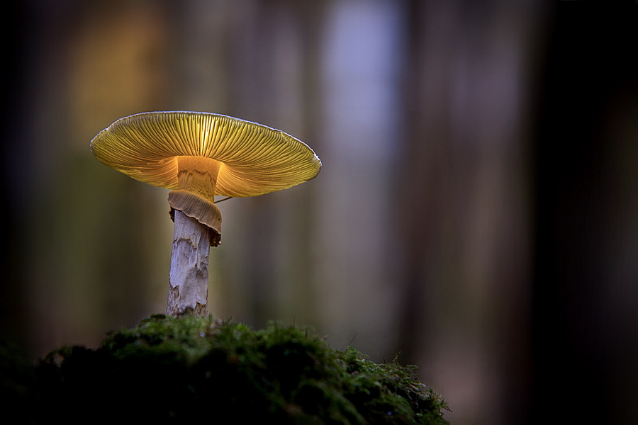 Camera.Tinhte_magic Mushrooms by Peter Wagner.