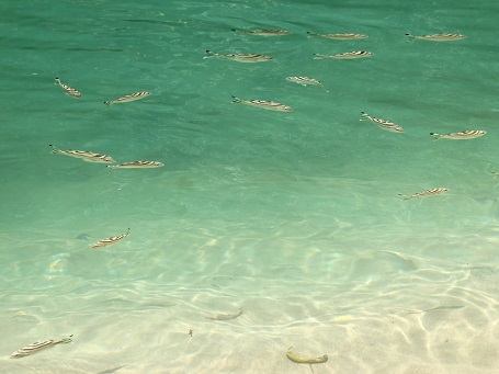 Dòng nước trong vắt soi rõ đàn cá đang bơi lội trên sông ngầm ở Puerto Princesa, Palawan.