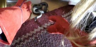 Kinh hãi phát hiện rắn khổng lồ cuộn tròn ngủ sau tấm rèm cửa