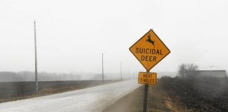 giật mình biển báo có hươu tự tử trên đường cao tốc