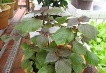 Phòng ngay virus Zika với 8 cây dễ trồng nhưng đuổi muỗi hiệu quả