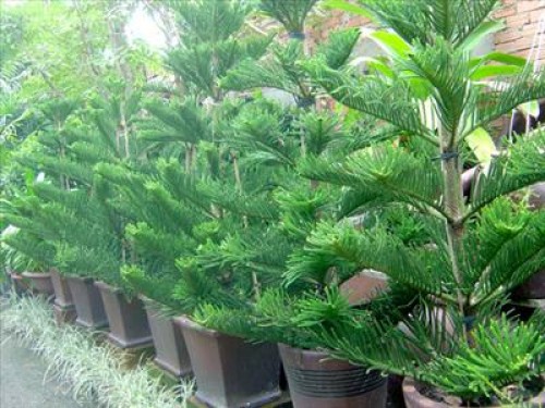 7 loại cây tuyệt đối không được trồng trong nhà để tránh điểm gở