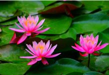 Trồng cây hoa súng 1