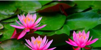 Trồng cây hoa súng 1