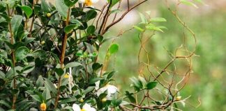 Cuối tháng 11, đến Bình Liêu ngắm hoa sở tinh khôi