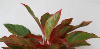 Phát tài nhờ chọn cây cảnh phù hợp với “phong thủy” bàn làm việc