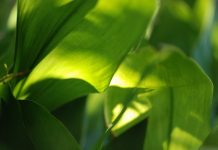 8 loại cây có sức sống mãnh liệt thích hợp trồng ở trong nhà 8 loại cây có sức sống mãnh liệt trồng thích hợp ở trong nhà 1