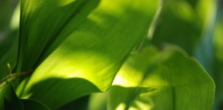 8 loại cây có sức sống mãnh liệt trồng thích hợp ở trong nhà 1