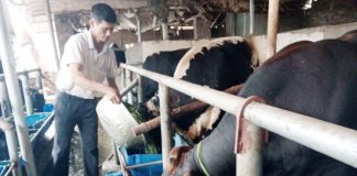 Gia đình ông Đỗ Văn Tiếp thu nhập khoảng 100 triệu đồng/năm  nhờ chăn nuôi bò thịt.