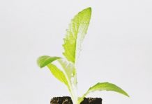 Cách trồng rau sạch tại nhà 1