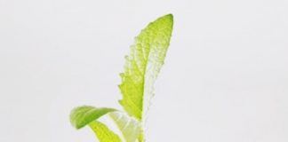 Cách trồng rau sạch tại nhà 1