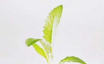 Cách trồng rau sạch tại nhà 1