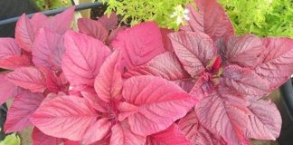 Trồng rau dền vừa để làm cảnh, vừa để làm rau ăn