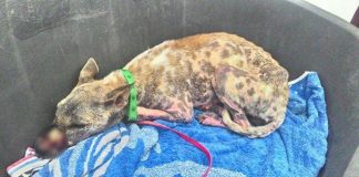 Chú chó bị buộc mõm tại Bến Tre giờ ra sao?