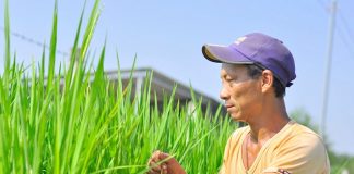 ho bien lua, bap thanh cay canh choi tet hinh anh 1