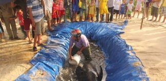 Cá voi khổng lồ dạt vào bãi biển Quảng Nam