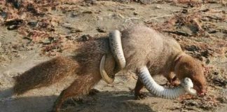 Kinh hãi rắn hổ mang chúa đại chiến đẫm máu với cầy mangut