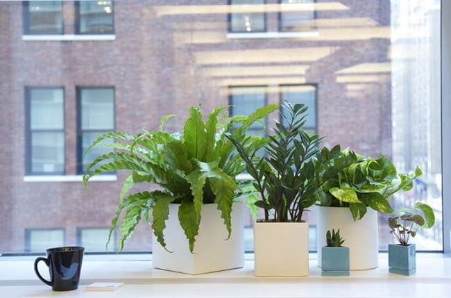 10 mẹo trồng cây tại văn phòng không thể bỏ qua 5