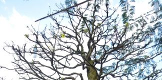 Cây mai vàng 100 năm tuổi được hét giá 2 tỷ tại Hội hoa xuân Phú Mỹ Hưng năm nay