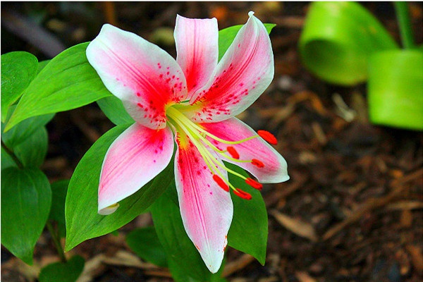 Hiện thực hóa ước mơ trồng hoa lily trong vườn nhà