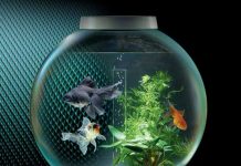 Cách bài trí bể cá theo phong thủy hút tài lộc cho gia chủ Cách bài trí bể cá theo phong thủy hút tài lộc cho gia chủ