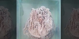 Đi nhặt phế liệu, tìm thấy linh chi có giá 1 tỷ USD