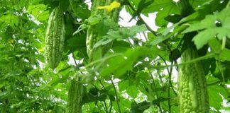 Đánh bay mỡ bụng bằng mướp đắng