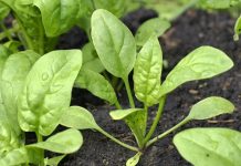 Rau chan vit - Hướng dẫn trồng rau chân vịt trong chậu 1