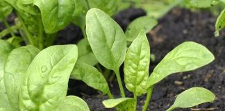 Rau chan vit - Hướng dẫn trồng rau chân vịt trong chậu 1