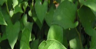 Tôi giảm 4kg nhờ rau diếp cá