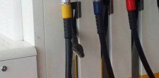 Hoảng hồn phát hiện rắn khổng lồ ở trạm bơm xăng