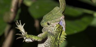 Kinh hãi rắn nuốt chửng tắc kè ngủ quên trong tích tắc