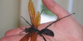 8 loài sinh vật nhỏ bé nhưng gây nguy hiểm chết người