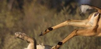 Linh dương đại chiến với sư tử và cái kết bất ngờ