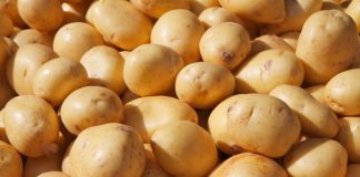 củ trị mụn bọc 