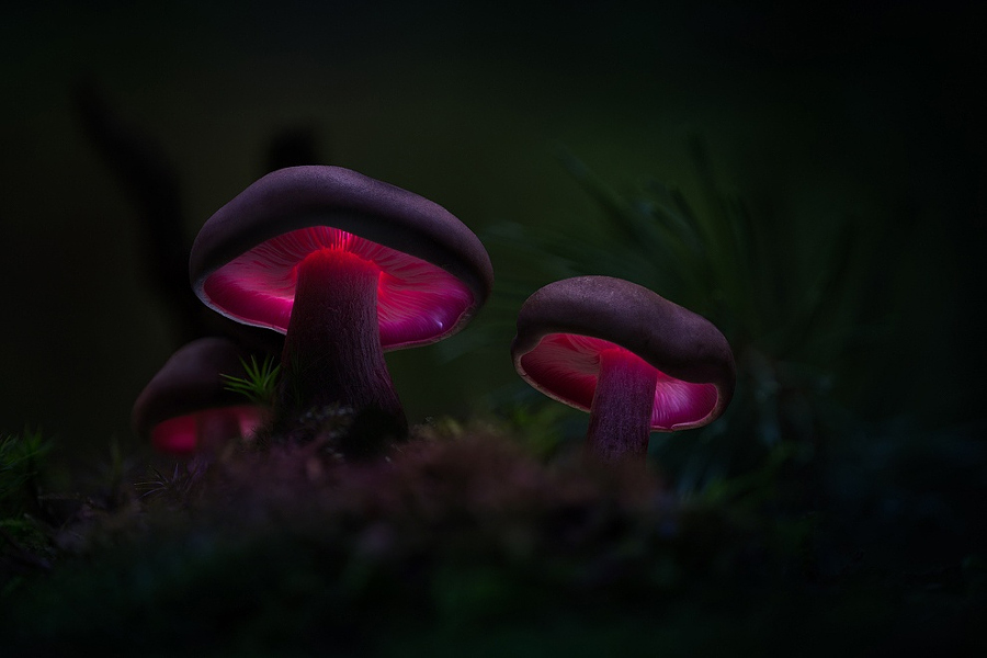 Camera.Tinhte_mad mushrooms - . by Martin Pfister.