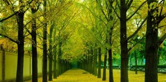 Tháng 9 về, lá cây trên đường phố Bắc Kinh bắt đầu ngả sắc, từ xanh sang vàng... Đấy là lúc thu đã về, hơi thu đang lẩn khuất trên từng ngõ phố...Ảnh: Ifeng