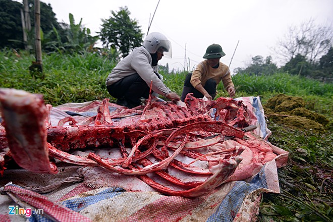 Chích điện, xẻ thịt châu trọi ở Vĩnh Phúc