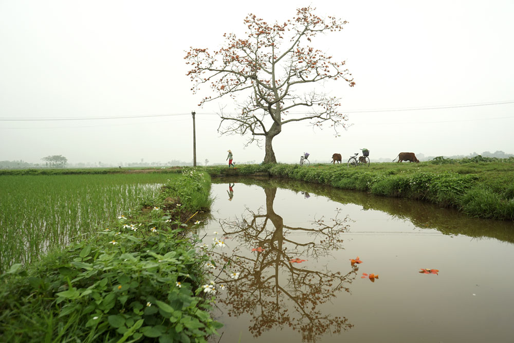 Cây gạo đang độ ra hoa soi bóng xuống dòng kênh tạo nên cảnh sắc thanh bình của làng quê Bắc Bộ.
