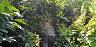 Tên trộm "người rừng" khỏa thân đại náo làng bản