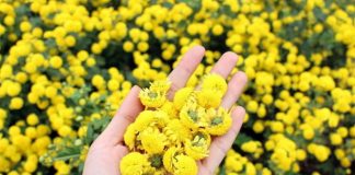 Làm sao để dùng hoa cúc để làm thuốc