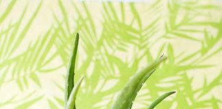 Hướng dẫn 2 cách tự làm xịt khoáng nha đam tại nhà