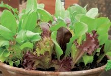 Trồng rau tại nhà 1