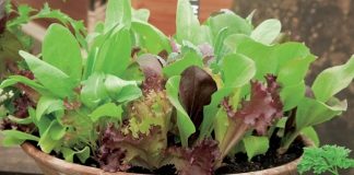 Trồng rau tại nhà 1