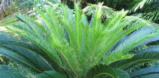 8 loại cây quen thuộc mang độc tố giết người hàng loạt